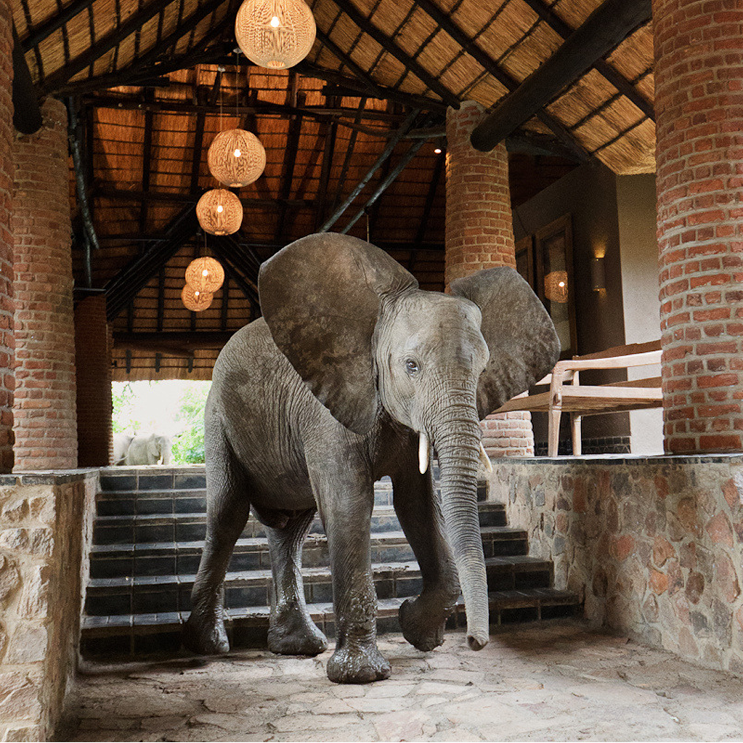 Elephants at mfuwe lodge