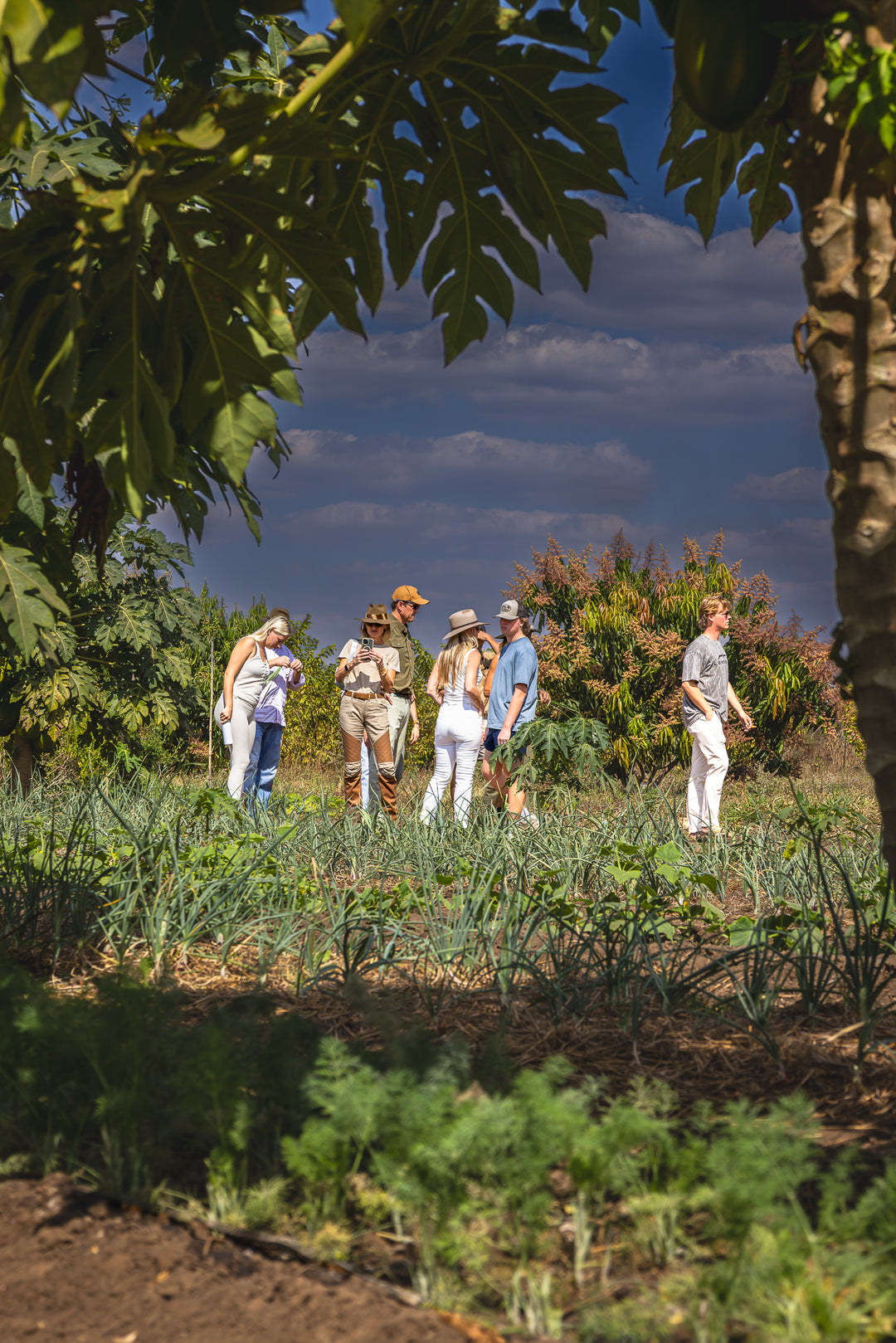 The Farm Table