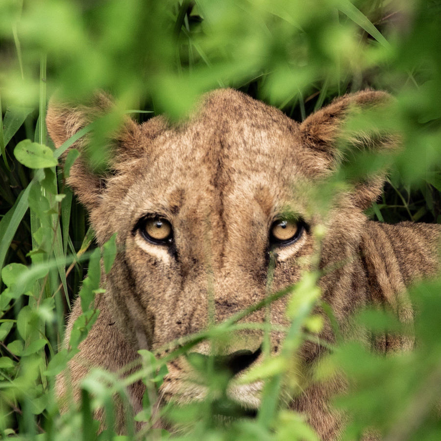 Lion cub peeking through green foliage