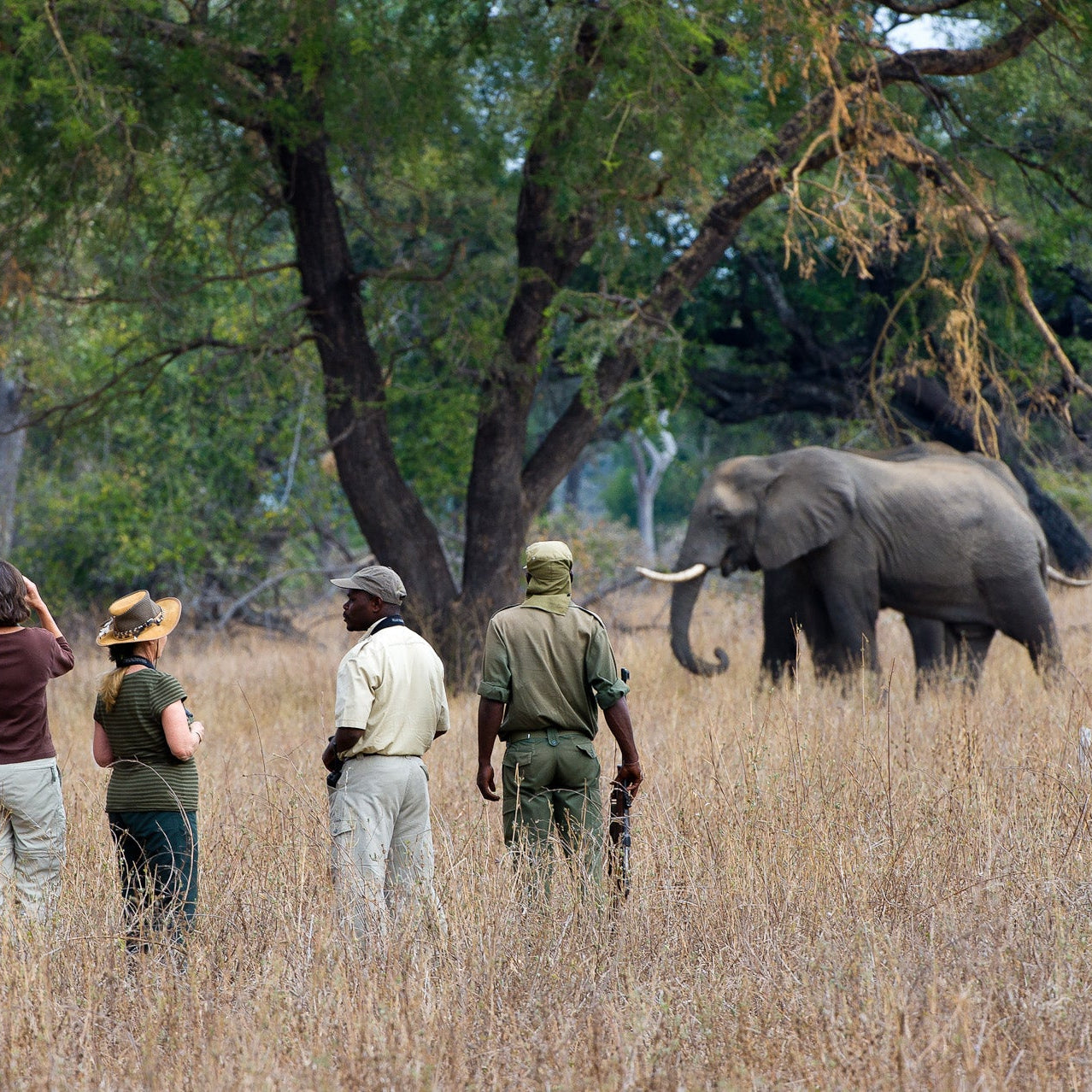 BCC's classic Walking Safari Journey