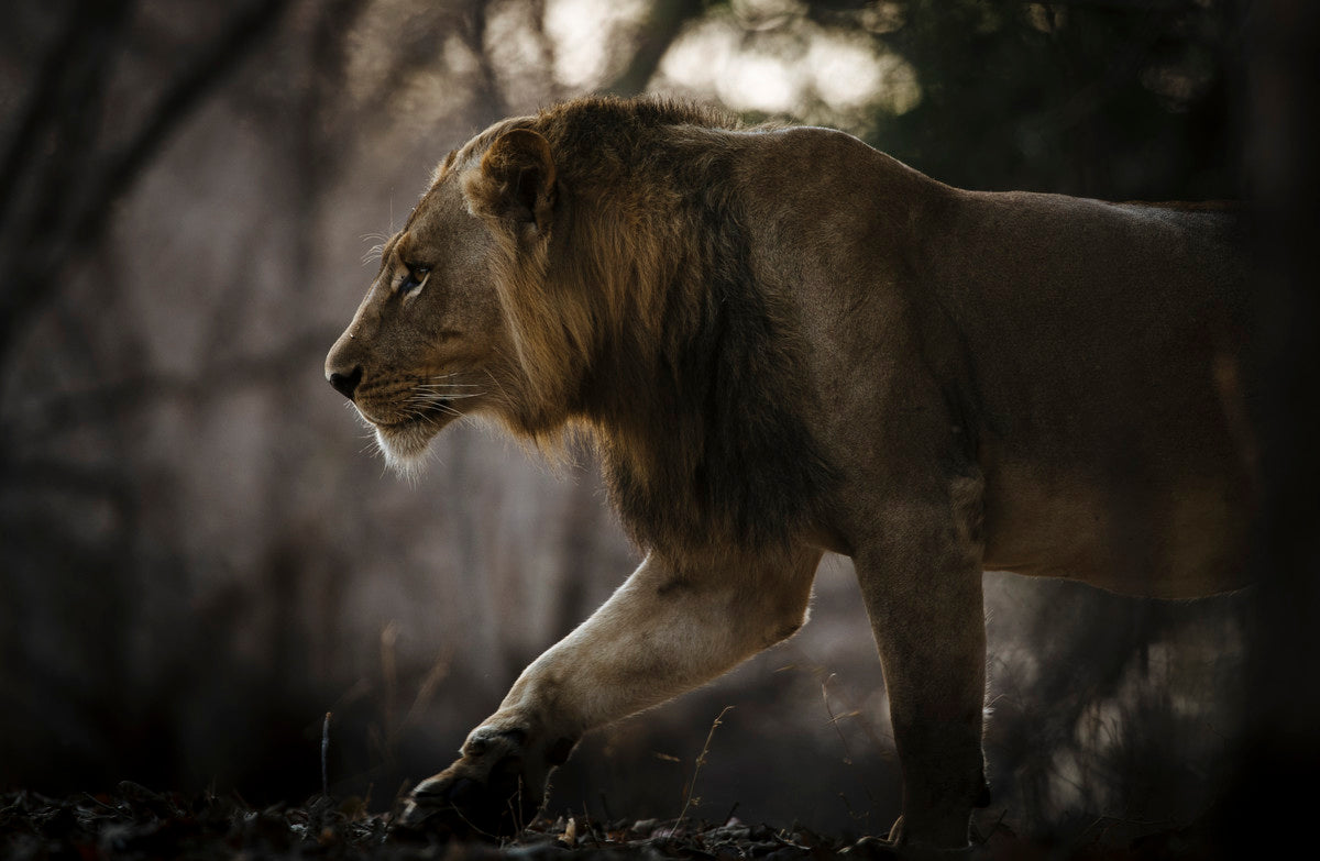 Wildlife